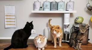 Curiosidades sobre o comportamento dos gatos