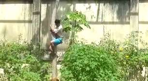 Homem morre após invadir jaula de leoa em zoológico de João Pessoa; assista