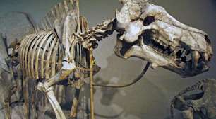 Nem leões, nem hienas: no topo da cadeia alimentar, há 30 milhões de anos, existia um "porco" com mais de mil quilos
