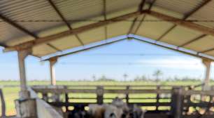 iBOI lança quarta geração de brinco IoT