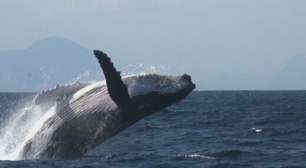 Baleias que frequentam o litoral do Brasil; quais são e onde ficam
