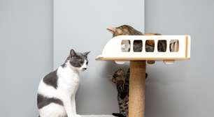 Como enriquecer o ambiente do seu gato: 6 ideias que ele vai adorar
