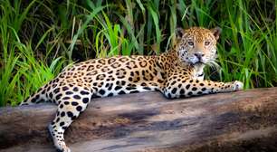 Leão não vive na selva. Então, quem é o verdadeiro rei das selvas?