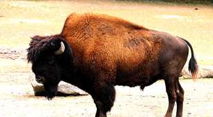 "Derreteu" no lago fervente: morte terrível de bisão assusta turistas