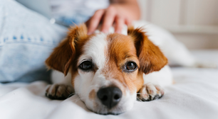 Especialista orienta quais hábitos mudar na rotina de pets idosos; confira
