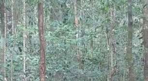 Pra quem não viu: Armadilha flagra cachorros-vinagre na mata; conheça essa espécie curiosa