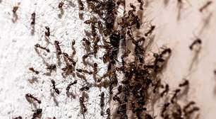 Mistério das formigas: afinal, elas dormem ou não?