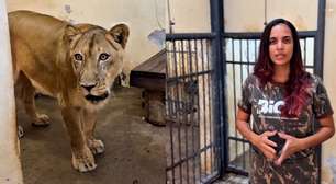 Bióloga atualiza estado de saúde de leoa após incidente em zoológico de João Pessoa: 'Está muito bem'