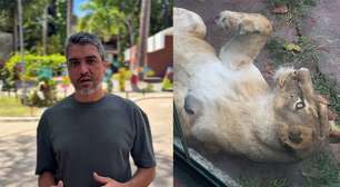 Veterinário destaca segurança de zoológico após ataque de leoa a homem que invadiu recinto