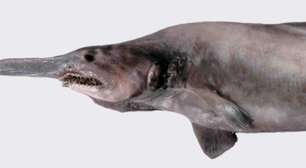 Tubarão-goblin: o enigmático "fóssil vivo" das profundezas oceânicas