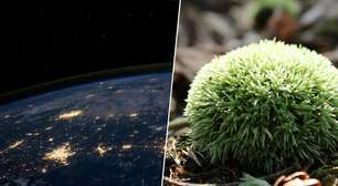 Deixamos musgo no espaço por nove meses, exposto ao vácuo e à radiação e ele voltou vivo, batendo recordes