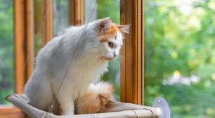 Seu gato é distraído? Veja 10 nomes perfeitos para ele