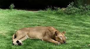 'Ela fez apenas o que uma leoa faz', diz bióloga sobre ataque a jovem que invadiu jaula de zoológico