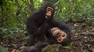 O humano teve a quem puxar? Chimpanzés selvagens consomem bem mais álcool do que o esperado, estudo descobre