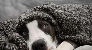 O impacto dos fogos de artifício nos animais: o que você precisa saber