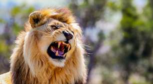 Pesquisa revela que leões têm dois tipos de rugido