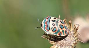 "Obra de arte" no dorso: Percevejo raro parece tingido à mão