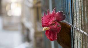 Gripe aviária H5: por que o vírus voltou ao centro das preocupações globais