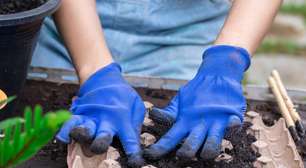 Se você tem caixas de ovos, você tem um tesouro: como elas ajudam a sua planta a crescer melhor