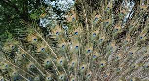 Aves que chamam atenção pelas plumas espetaculares