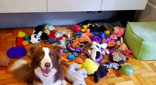 Cadela memoriza mais de 200 palavras e entra na lista de animais 'geniais'