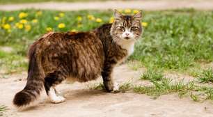 Gestação de gata: confira cada etapa e os cuidados necessários