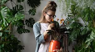 Traga amor e felicidade para seu lar com essas plantas