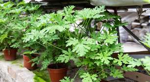 Citronela em vaso: como plantar e afastar mosquitos de forma natural