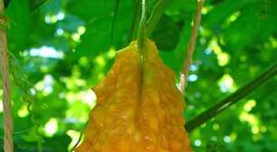 Melão-de-São-Caetano: história milenar de uso medicinal ainda pouco explorada no Brasil