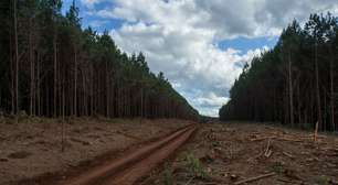 Governador defende exploração de bioma ameaçado com estudo pago por empresa autuada em SC