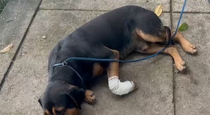 Mais de 13 mil casos de maus-tratos a animais foram denunciados na cidade do Rio neste ano