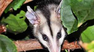 Saruê: animal é um surpreendente aliado do ecossistema urbano brasileiro