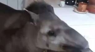 Anta vira mascote de cidade brasileira e visita casas para receber comida