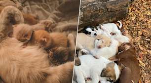 A Europa assinou seu primeiro acordo para proteger cães e gatos; os criadores não vão gostar nada disso