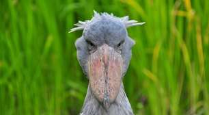 Ave apavorante mata os irmãos e caça até crocodilos