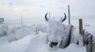 Raça brava: bois resistem ao frio na cidade mais gelada do planeta