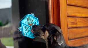 Como reduzir o estresse nos pets nas festas de fim de ano