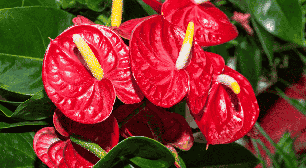 5 espécies de plantas e flores para presentear no Natal