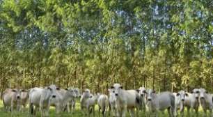 Como o Brasil e o Agro Mudaram após 30 Anos de Conferências do Clima