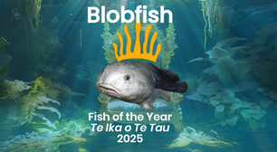 Peixe-gota é o animal mais feio do mundo. Veja o motivo