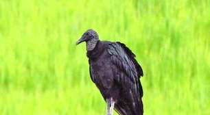 Mal vistos por comerem carniça, urubus e abutres são vitais ao ambiente; veja a diferença entre eles