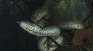 O mistério do tamanho: ciência descobre por que as sucuris permaneceram gigantes por 12 milhões de anos