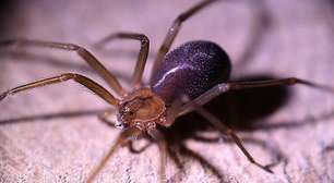 Uma picada basta: Aranha-violinista mata jovem na Itália; conheça a espécie