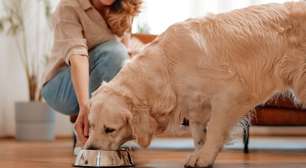 Pets enjoam da ração? Reais motivos para o animal perder o interesse pelo alimento