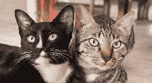 Gatos miam mais para cuidadores homens, aponta novo estudo