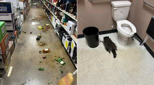 Guaxinim invade loja de bebidas, toma todas e amanhece bêbado em banheiro