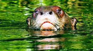 Maior predador aquático da América do Sul: ressurgimento da ariranha gigante após 40 anos empolga cientistas