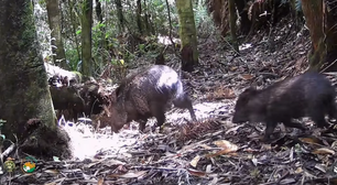 Parque dos Três Picos registra continuidade geracional de várias espécies
