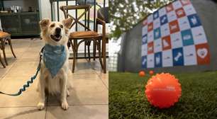 Evento para convidados promove yoga com filhotes resgatados em São Paulo