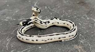 Serpente nasce com duas cabeças, sobrevive e surpreende especialistas